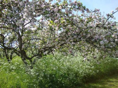 We manage the apple orchard using organic methods